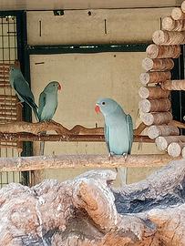 Parrocchetto dal collare