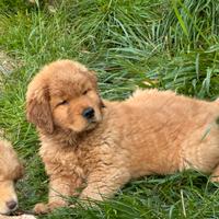 Cuccioli Golden retriever 100%AMERICANI
