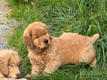 Cuccioli Golden retriever 100%AMERICANI