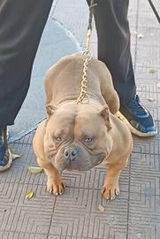 American Bully pocket