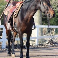 Baia grossa struttura