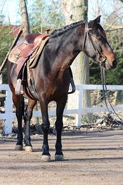 Baia grossa struttura