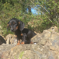 Cuccioli di bassotto