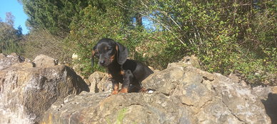 Cuccioli di bassotto