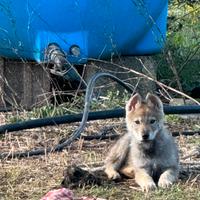 Si vedono cuccioli di cani Lupo Cecoslovacco