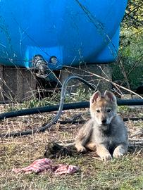 Si vedono cuccioli di cani Lupo Cecoslovacco