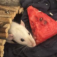 Coppia di rattine femmine cucciole