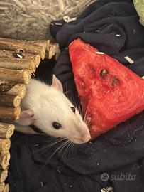 Coppia di rattine femmine cucciole