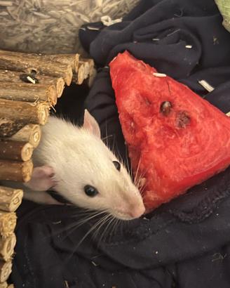 Coppia di rattine femmine cucciole