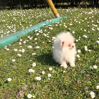 Spitz di pomerania Maschio mini 90 gg