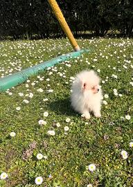 Spitz di pomerania Maschio mini 90 gg