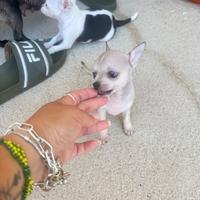 Cuccioli Chiuhua