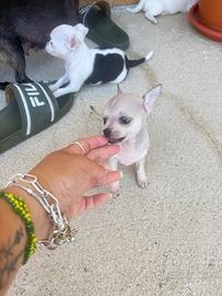 Cuccioli Chiuhua