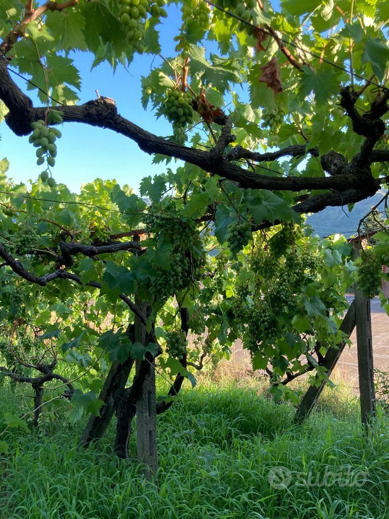 Terreno agricolo - Vista 2