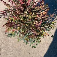 nandina
