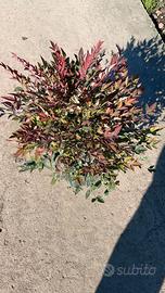 nandina