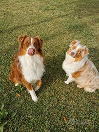 Pastore australiano / australian shepherd