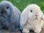Immagine 2