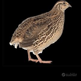 Quaglie adulte ovaiole