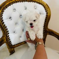 Maltese toy femmina