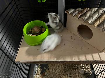 Coppia di criceti russi