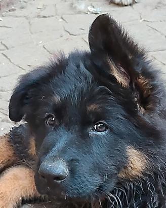 Cuccioli di pastore tedesco a pelo lungo