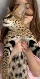 Cuccioli di Savannah