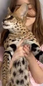 Cuccioli di Savannah