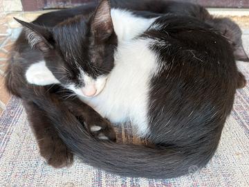 Gattina femmina 5 mesi