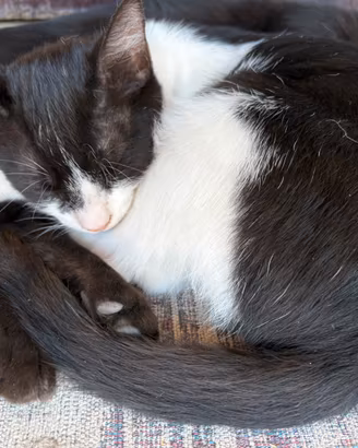 Gattina femmina 5 mesi