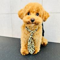 Barboncino mini toy accoppiamento