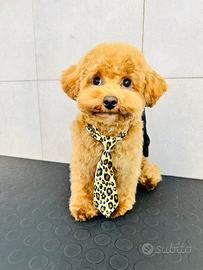 Barboncino mini toy accoppiamento