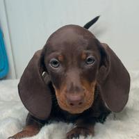 Cuccioli di bassotto