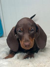 Cuccioli di bassotto