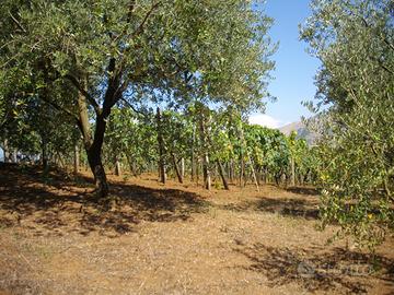 Terreno agricolo con uliveto e vigneto