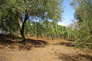 Terreno agricolo con uliveto e vigneto