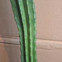 Polaskia chichipe
