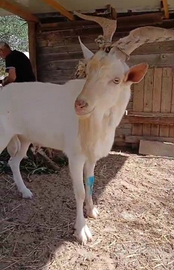 Caprone e capre saanen