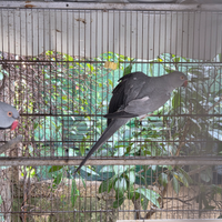 Parrocchetto dal collare 2023 anellati