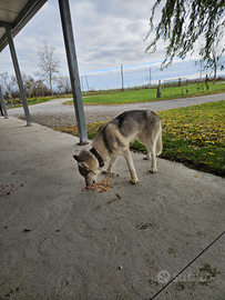 Husky femmina