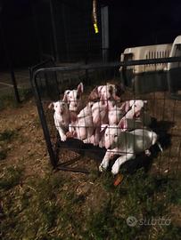 Cuccioli bull terrier inglese