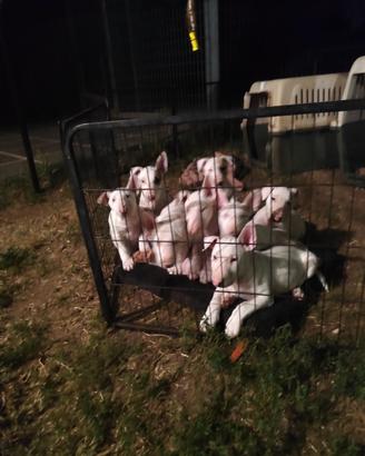Cuccioli bull terrier inglese