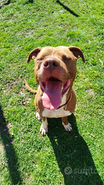 Pitbull 4 anni
