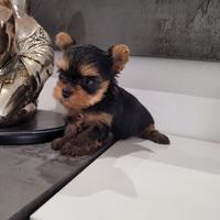 Cuccioli Yorkshire