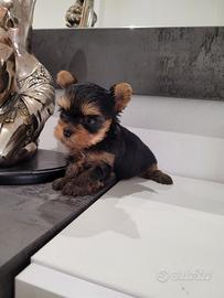 Cuccioli Yorkshire