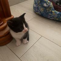 Regalasi dolci cuccioli di gatto