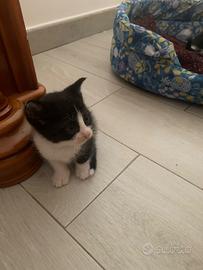 Regalasi dolci cuccioli di gatto