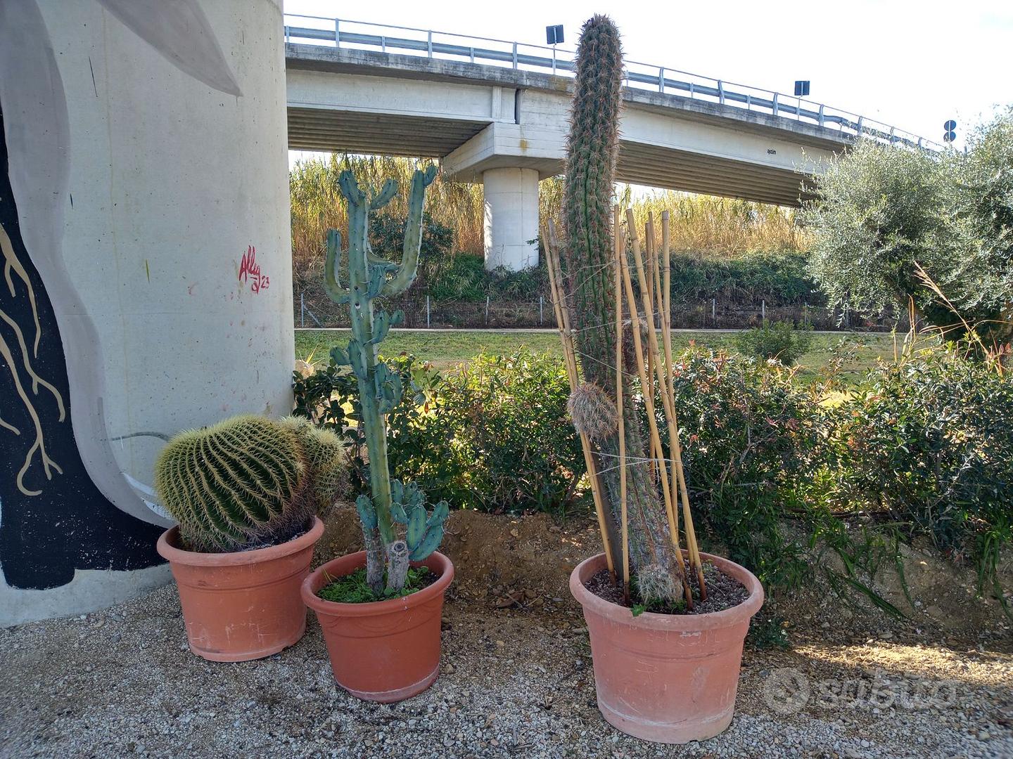 Nr. 3 piante grasse. - Giardino e Fai da te In vendita a Ascoli Piceno