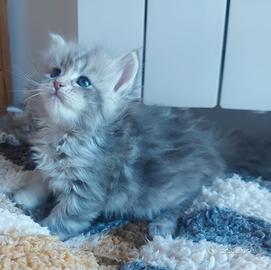 Cuccioli di gatto Siberiano Certificati