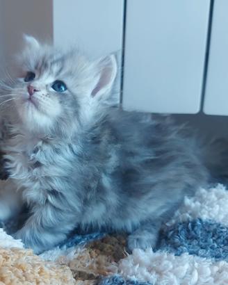 Cuccioli di gatto Siberiano Certificati